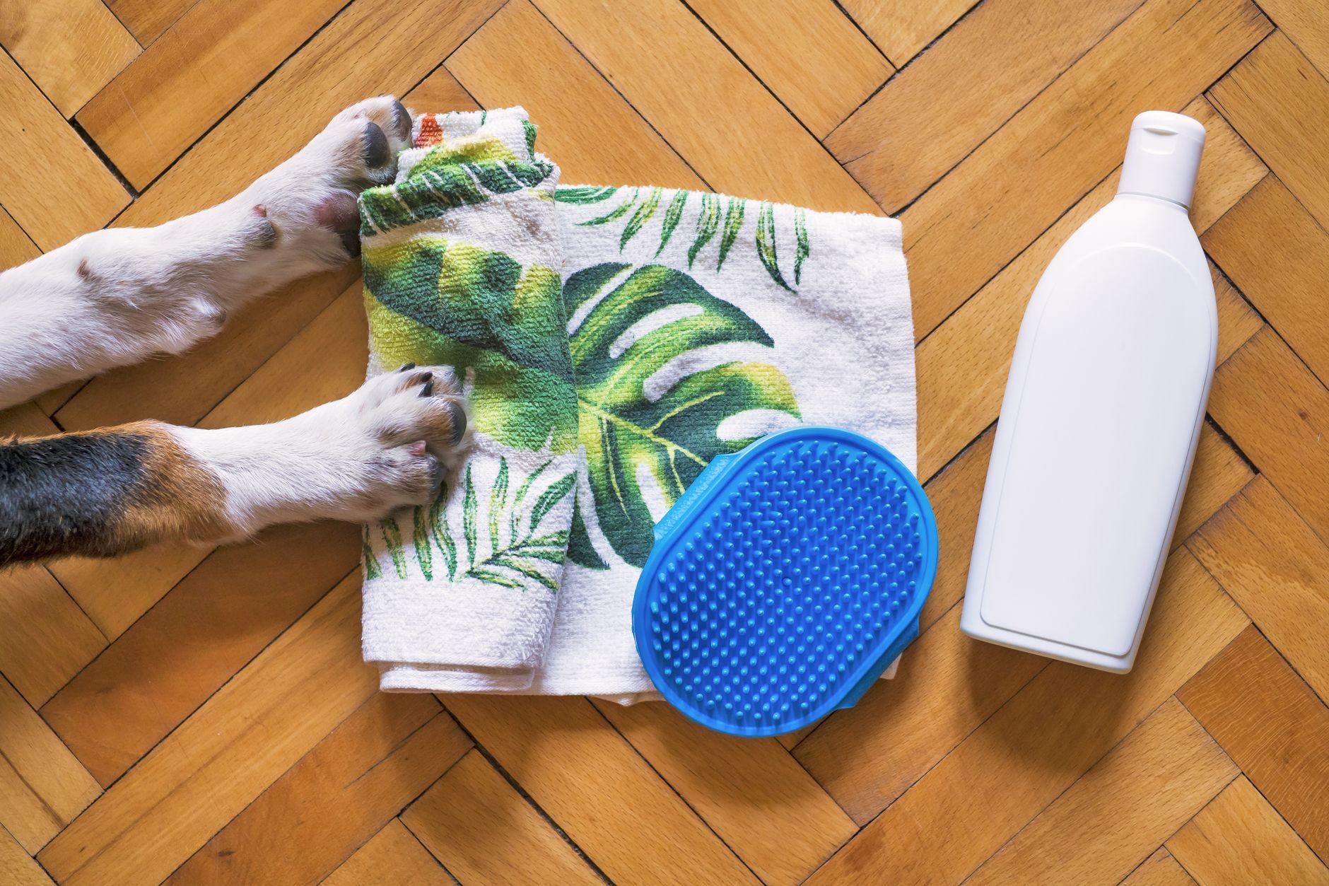 Dog bath towel, shampoo and brush on a wooden floor